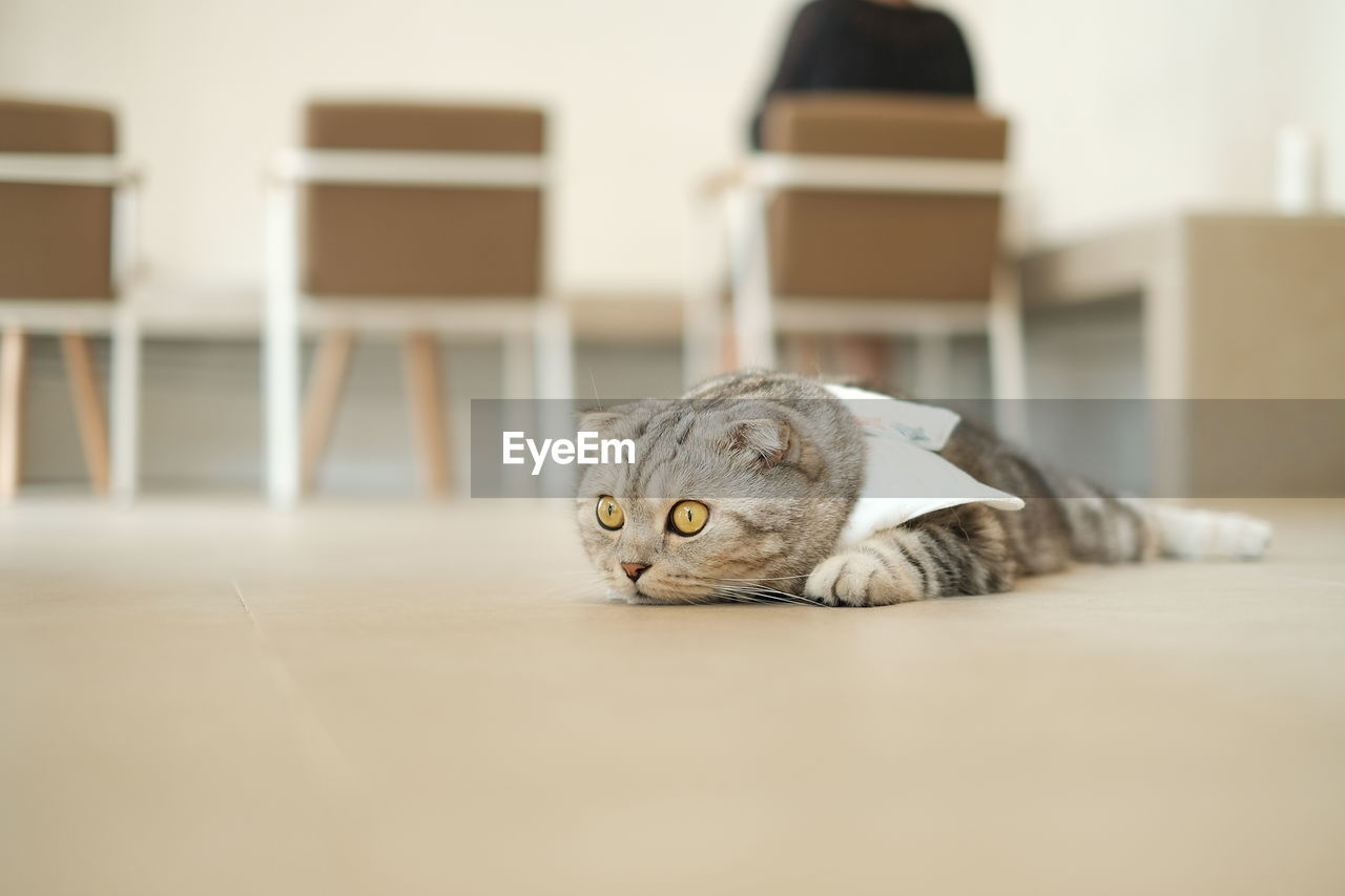 Close-up of cat lying on floor at home