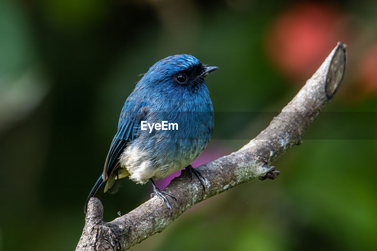 CLOSE-UP OF BIRD PERCHING ON TREE