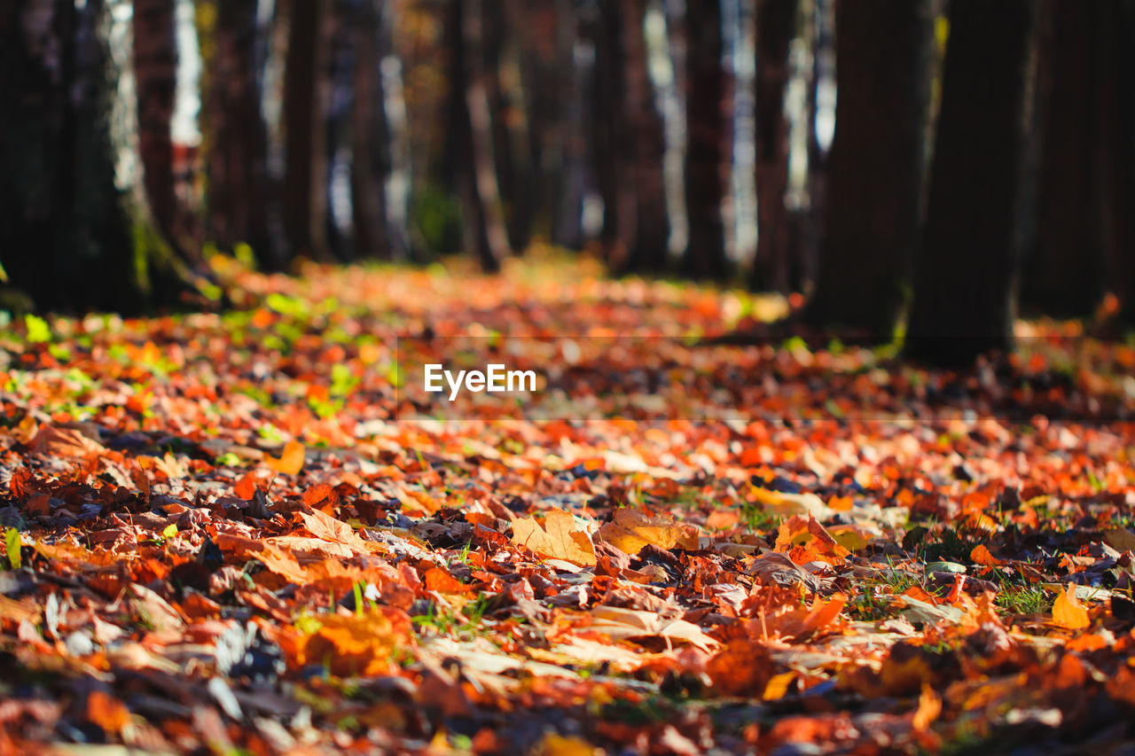 AUTUMN LEAVES ON TREE TRUNK