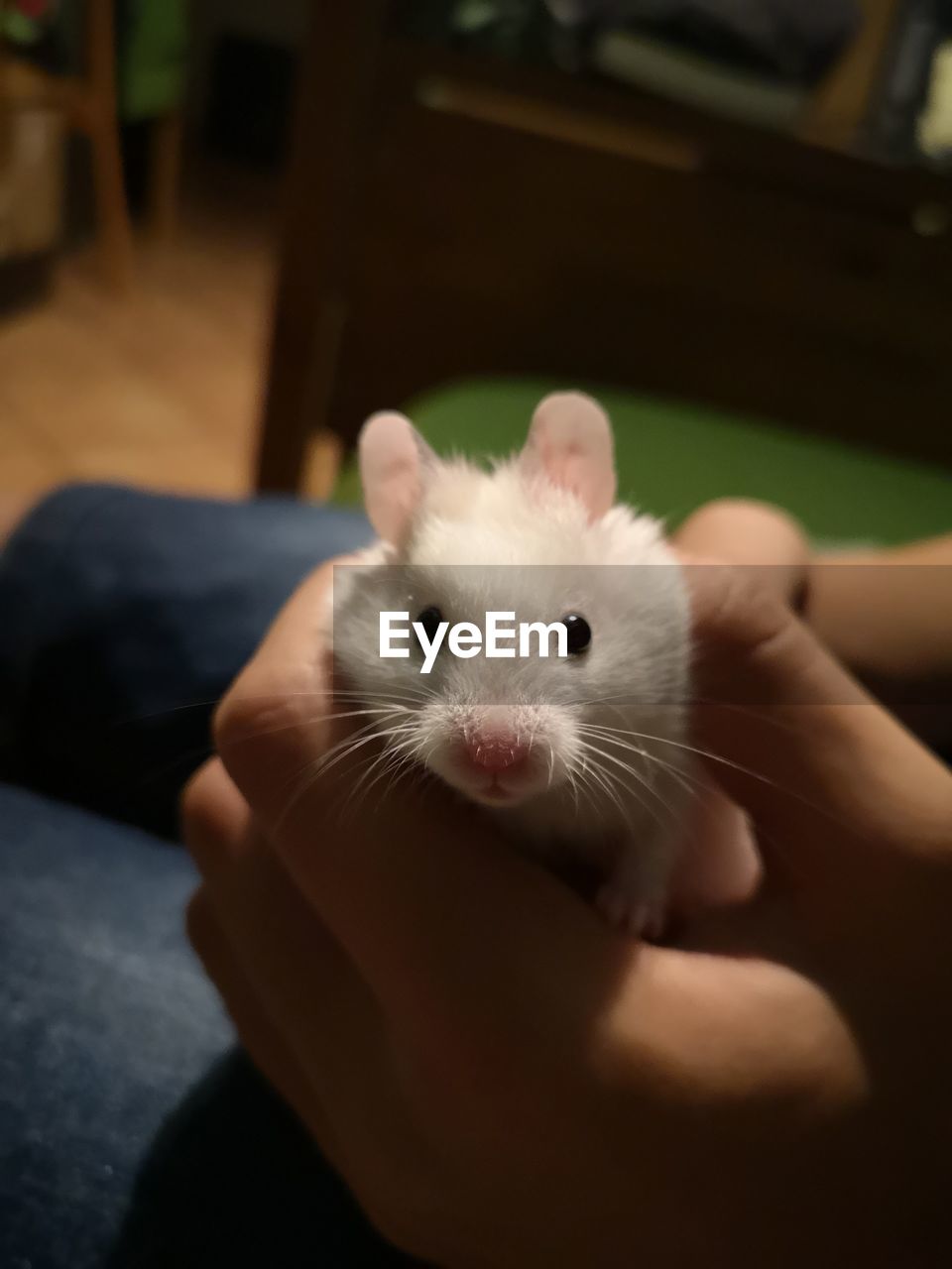 Midsection of person holding hamster  at home