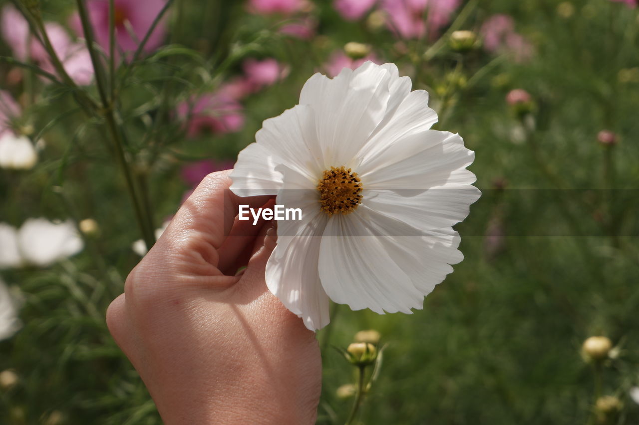 Close-up of hand holding white flower