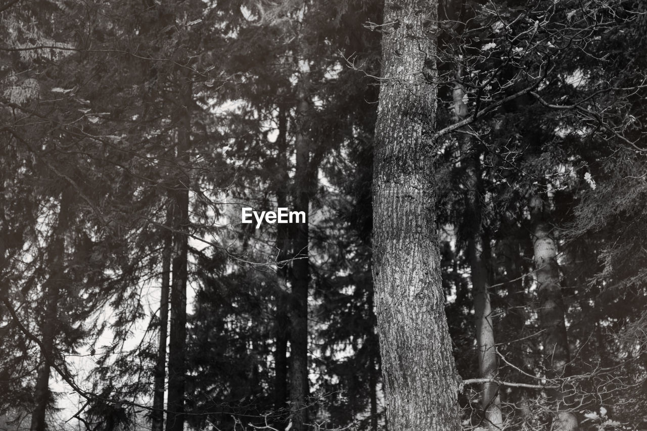 LOW ANGLE VIEW OF TREES