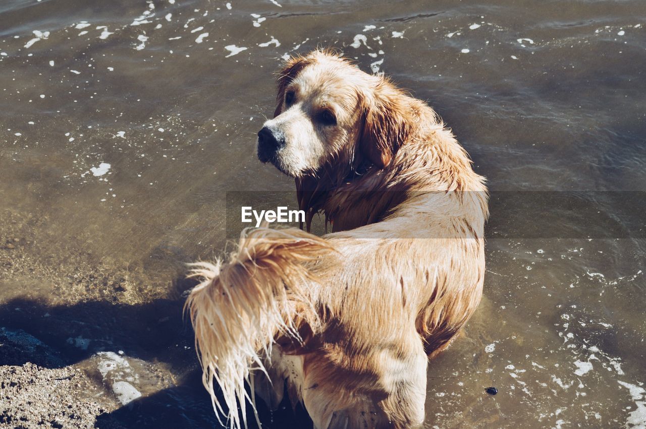 CLOSE-UP OF GOLDEN RETRIEVER AT LAKE