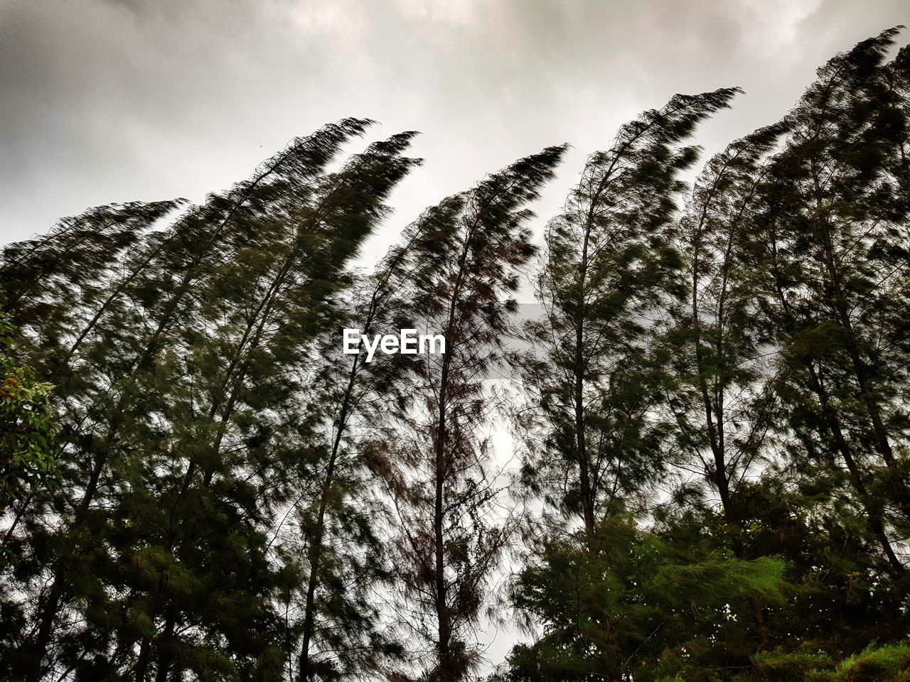 Low angle view of trees against sky