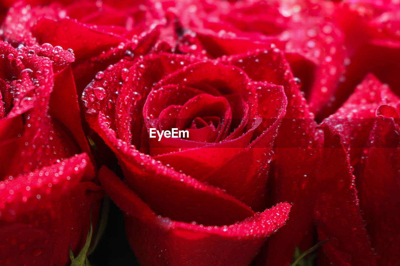 Close-up of wet red rose