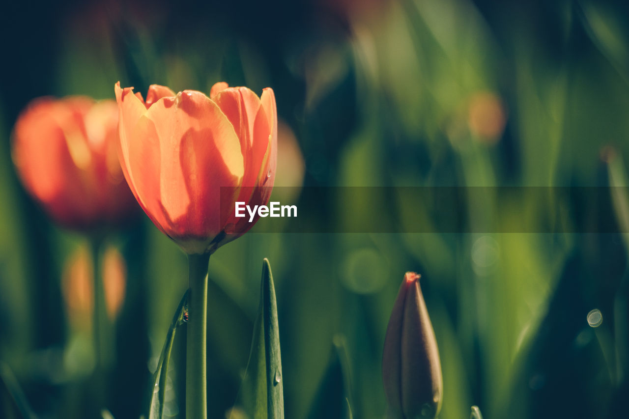 CLOSE-UP OF RED TULIPS BLOOMING ON FIELD