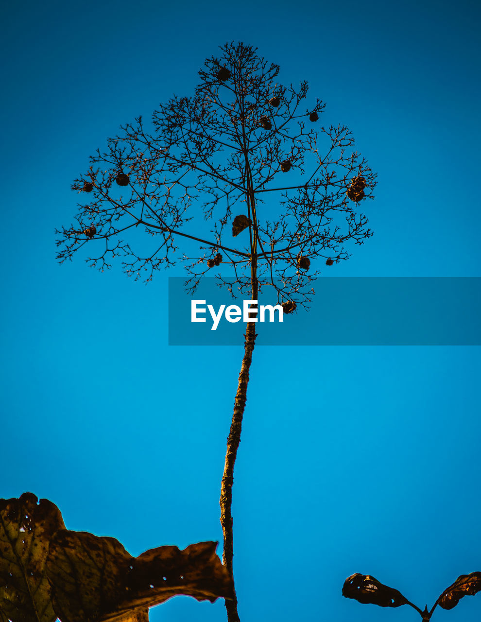 LOW ANGLE VIEW OF FLOWER TREE AGAINST BLUE SKY