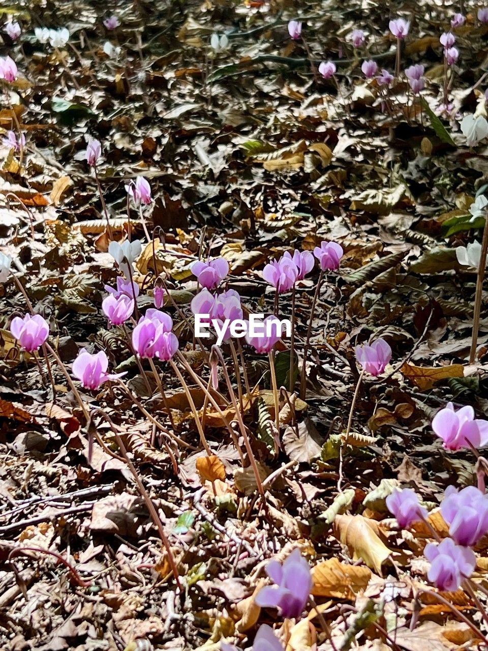 flower, flowering plant, plant, beauty in nature, nature, fragility, land, freshness, day, no people, growth, leaf, field, petal, wildflower, close-up, high angle view, blossom, pink, outdoors, purple, sunlight, spring, crocus, flower head, plant part, inflorescence, autumn, abundance