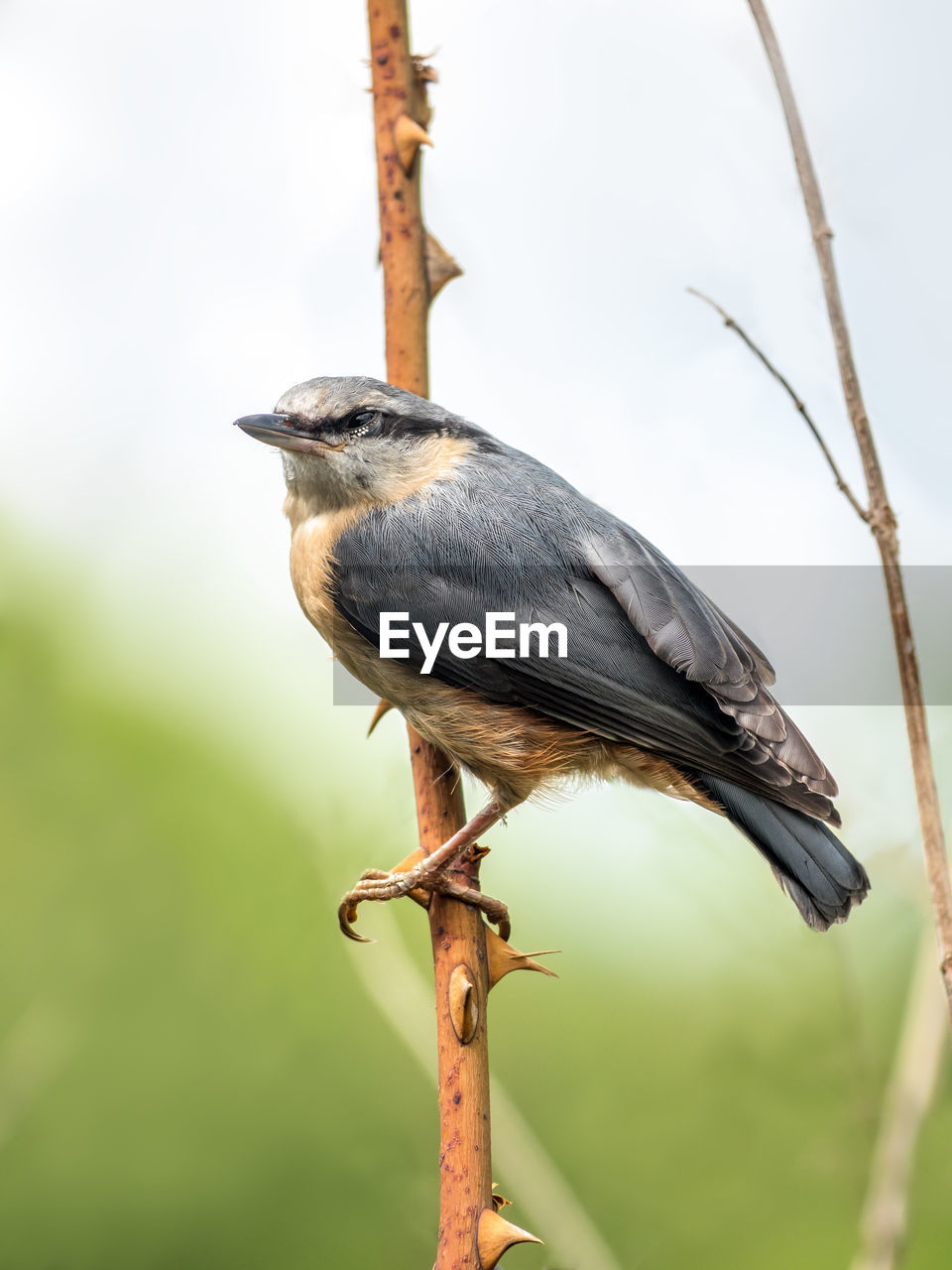 Shot of nuthatch perching on a branch
