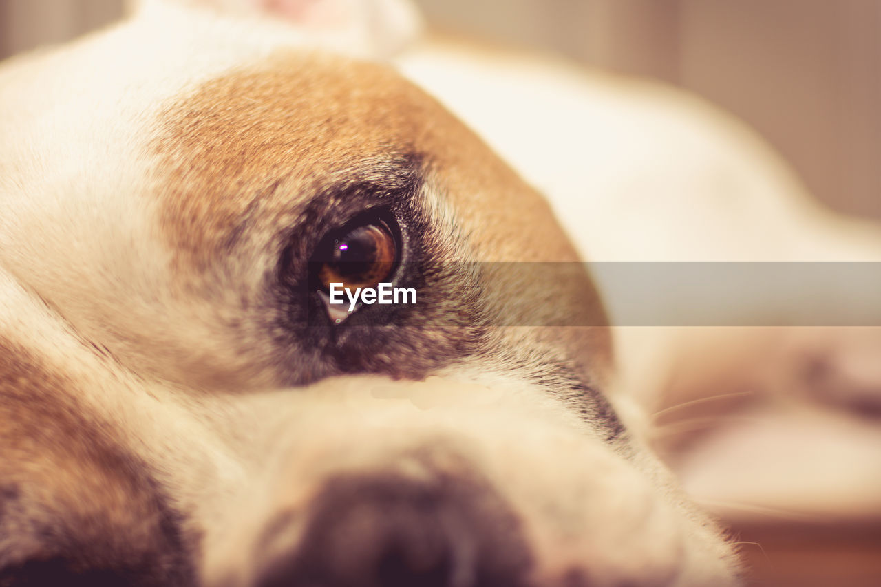 Close-up portrait of dog relaxing indoors