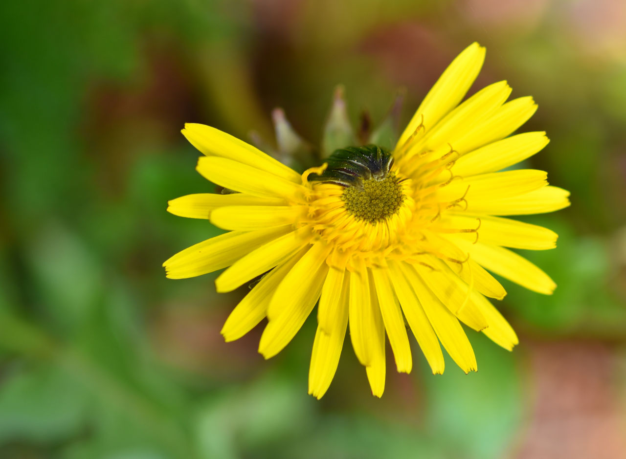 Close-up of yellow flower