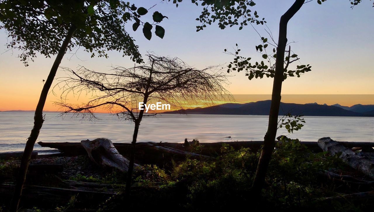 SILHOUETTE TREES ON BEACH AGAINST SKY DURING SUNSET