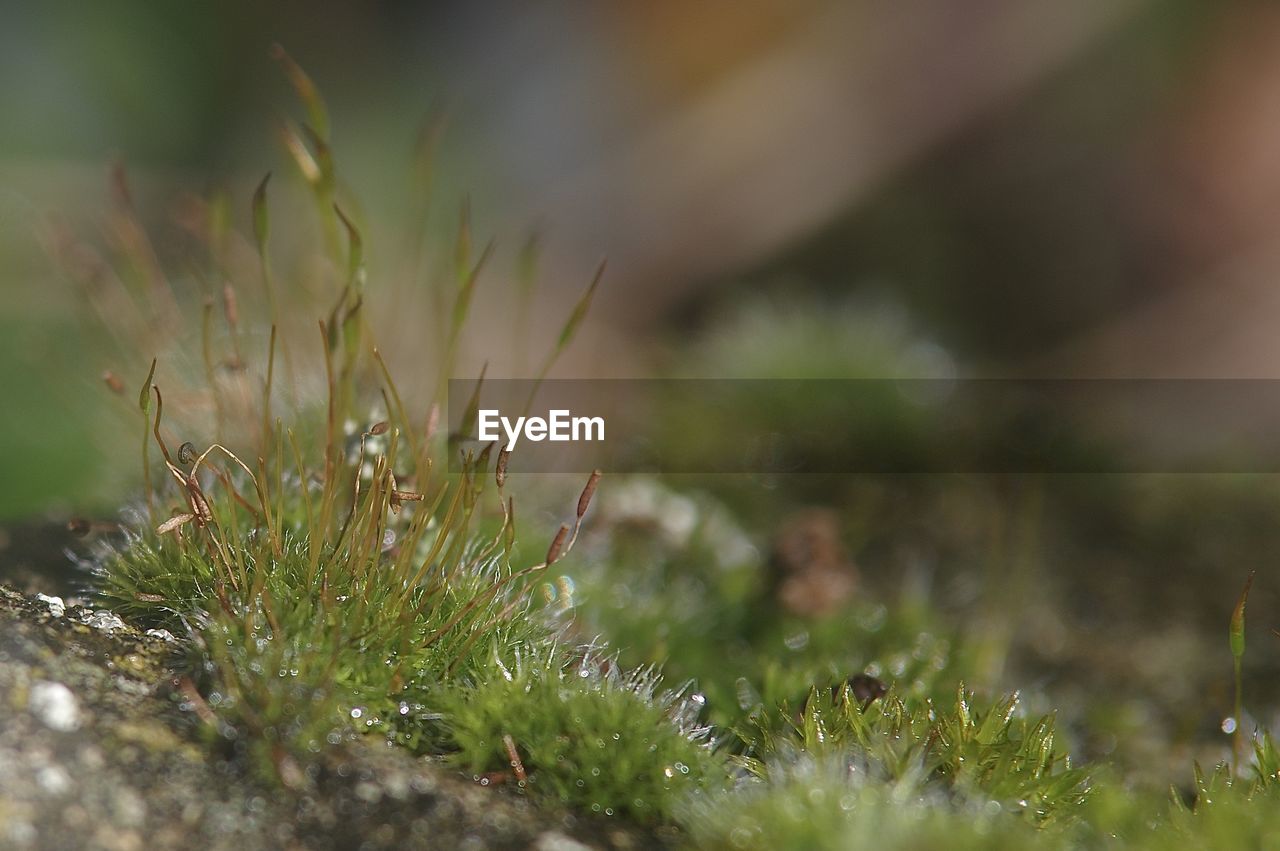 Close-up of moss on stone