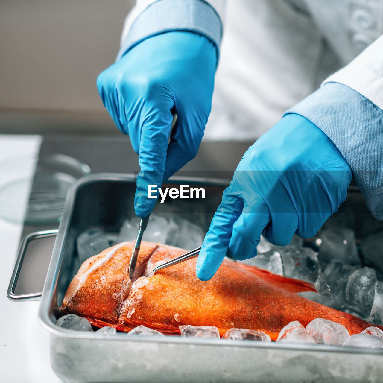 Quality assessment of raw fish. microbiologist cutting sample of sea fish in laboratory