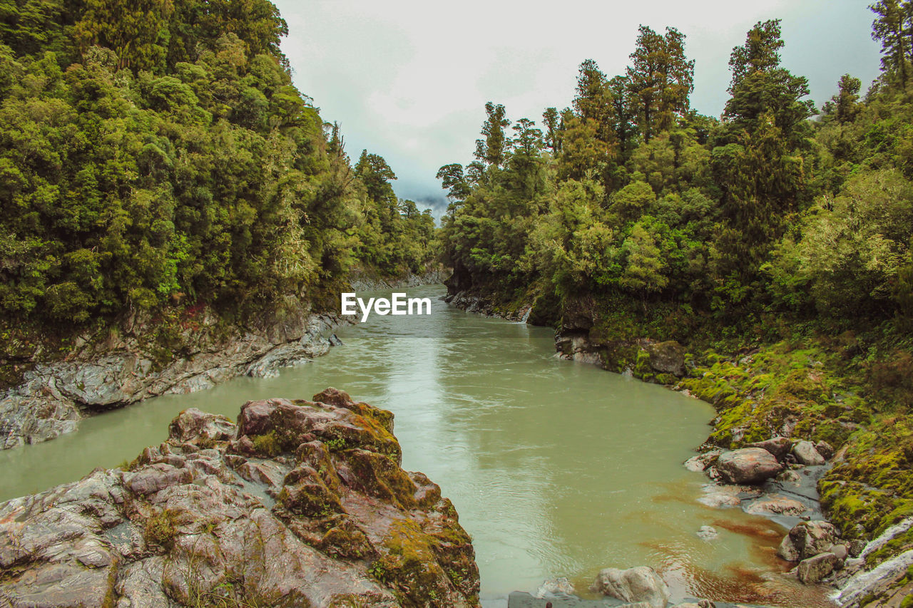 SCENIC VIEW OF RIVER FLOWING THROUGH FOREST