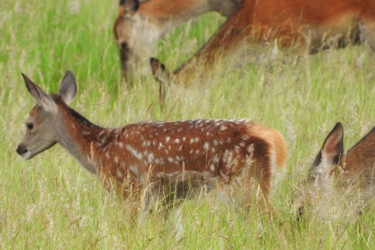 DEER ON GRASSY FIELD