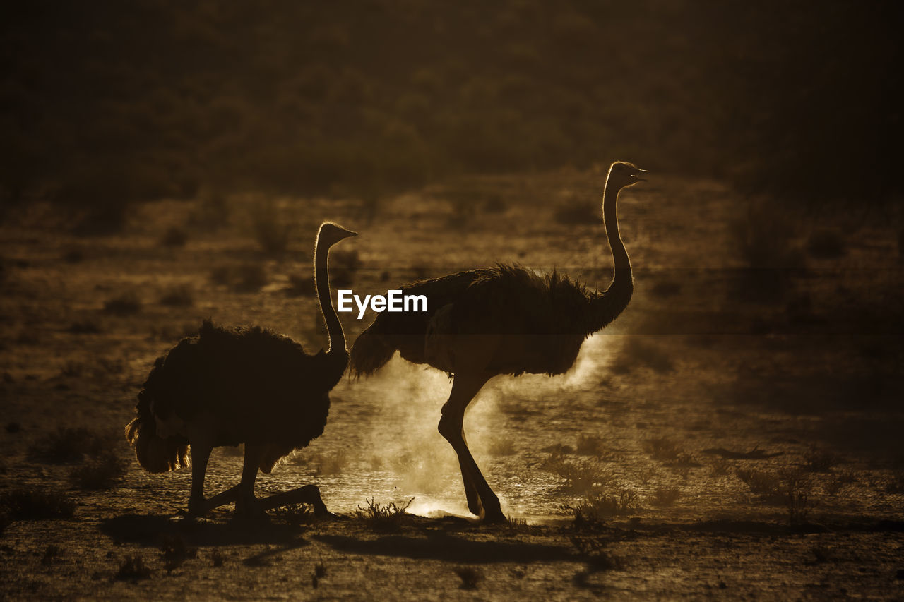 VIEW OF BIRD ON FIELD