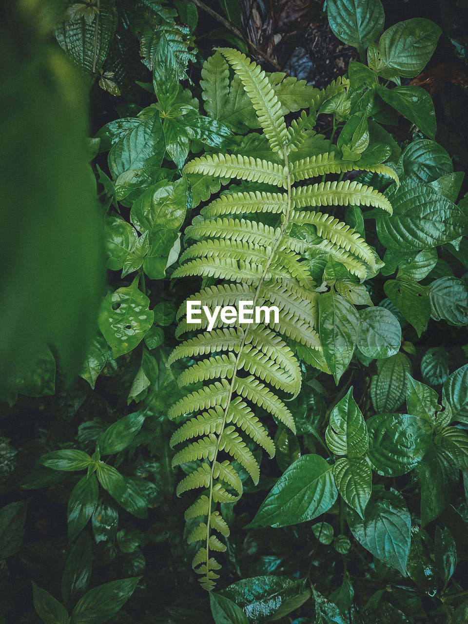 High angle view of fern leaves on tree