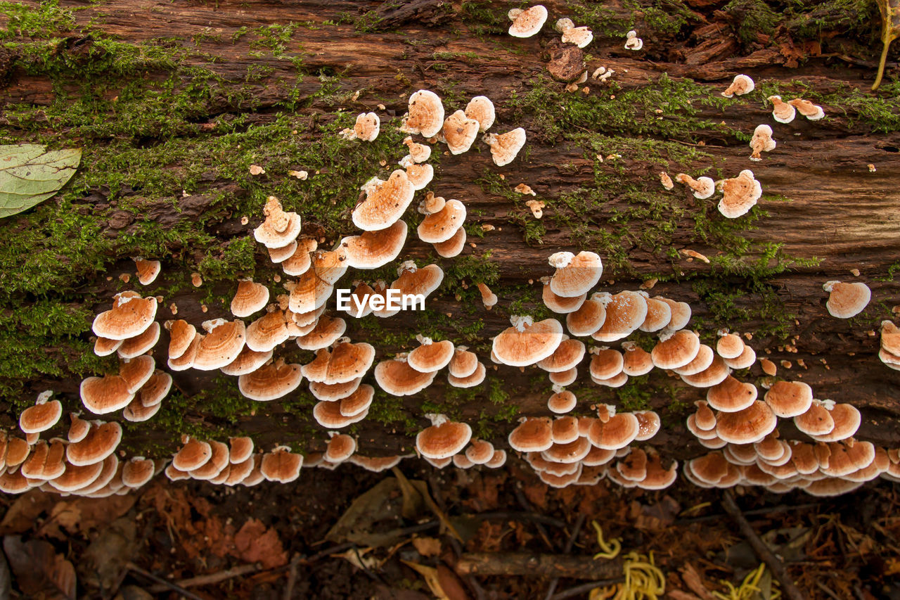 HIGH ANGLE VIEW OF MUSHROOMS ON FIELD