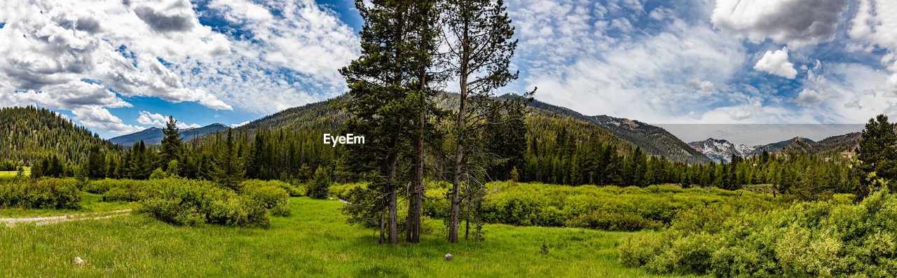 PANORAMIC SHOT OF TREES ON LANDSCAPE AGAINST SKY