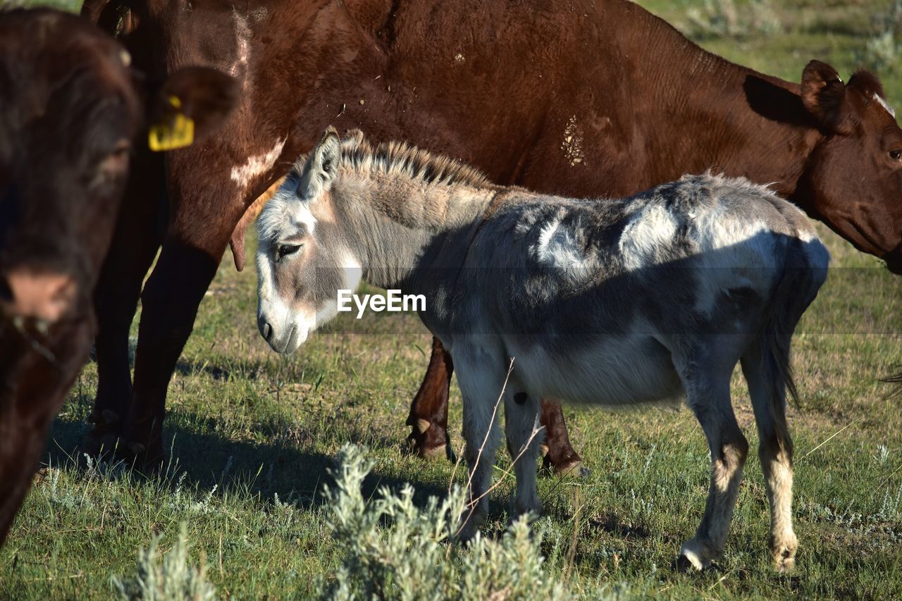 Donkey among cows