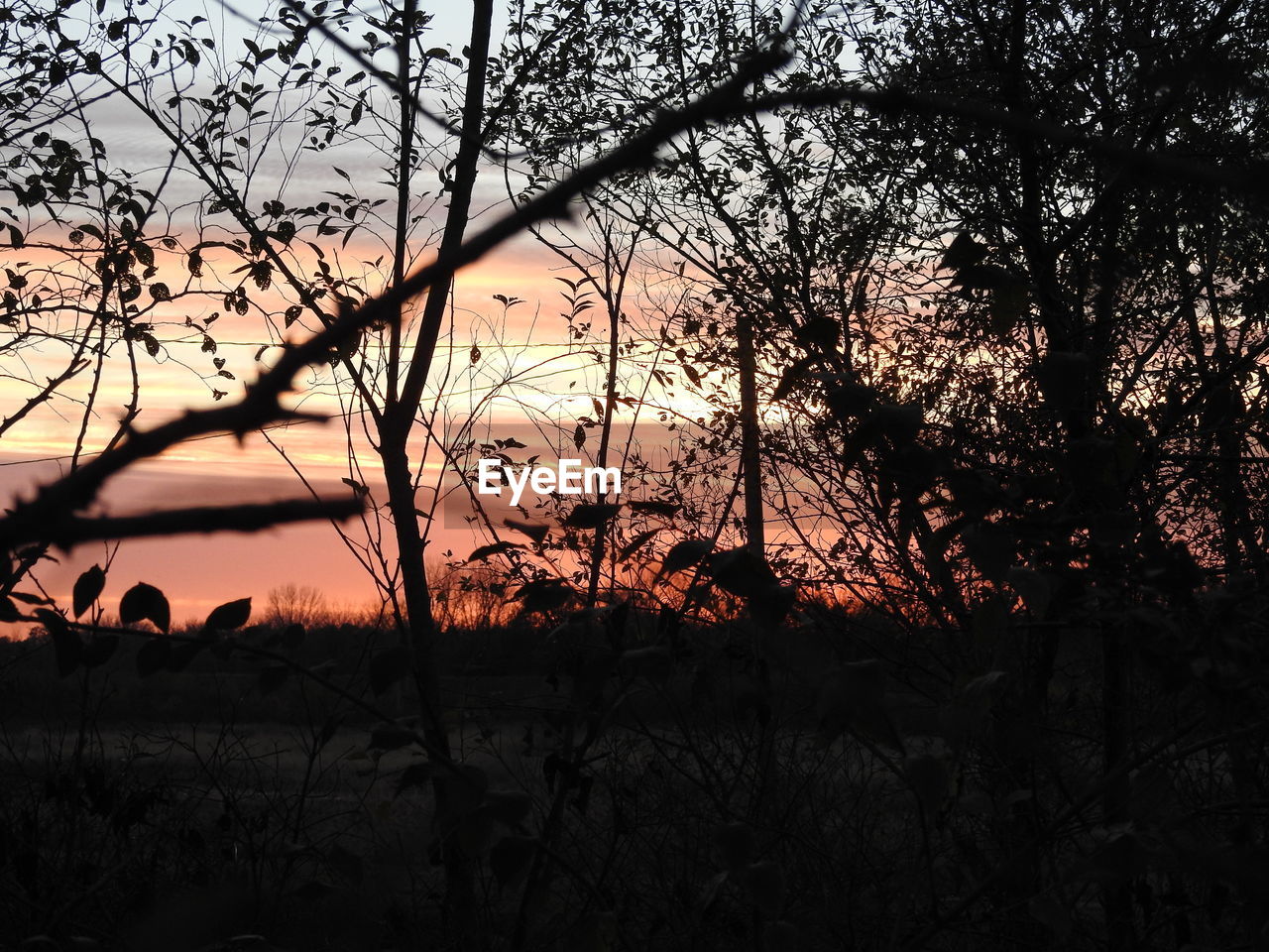 SILHOUETTE OF TREES ON FIELD AGAINST SKY AT SUNSET