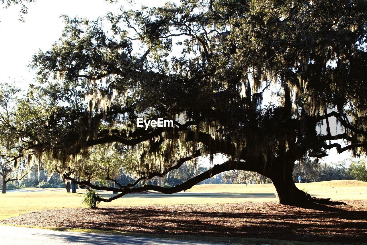 TREES IN SUNLIGHT