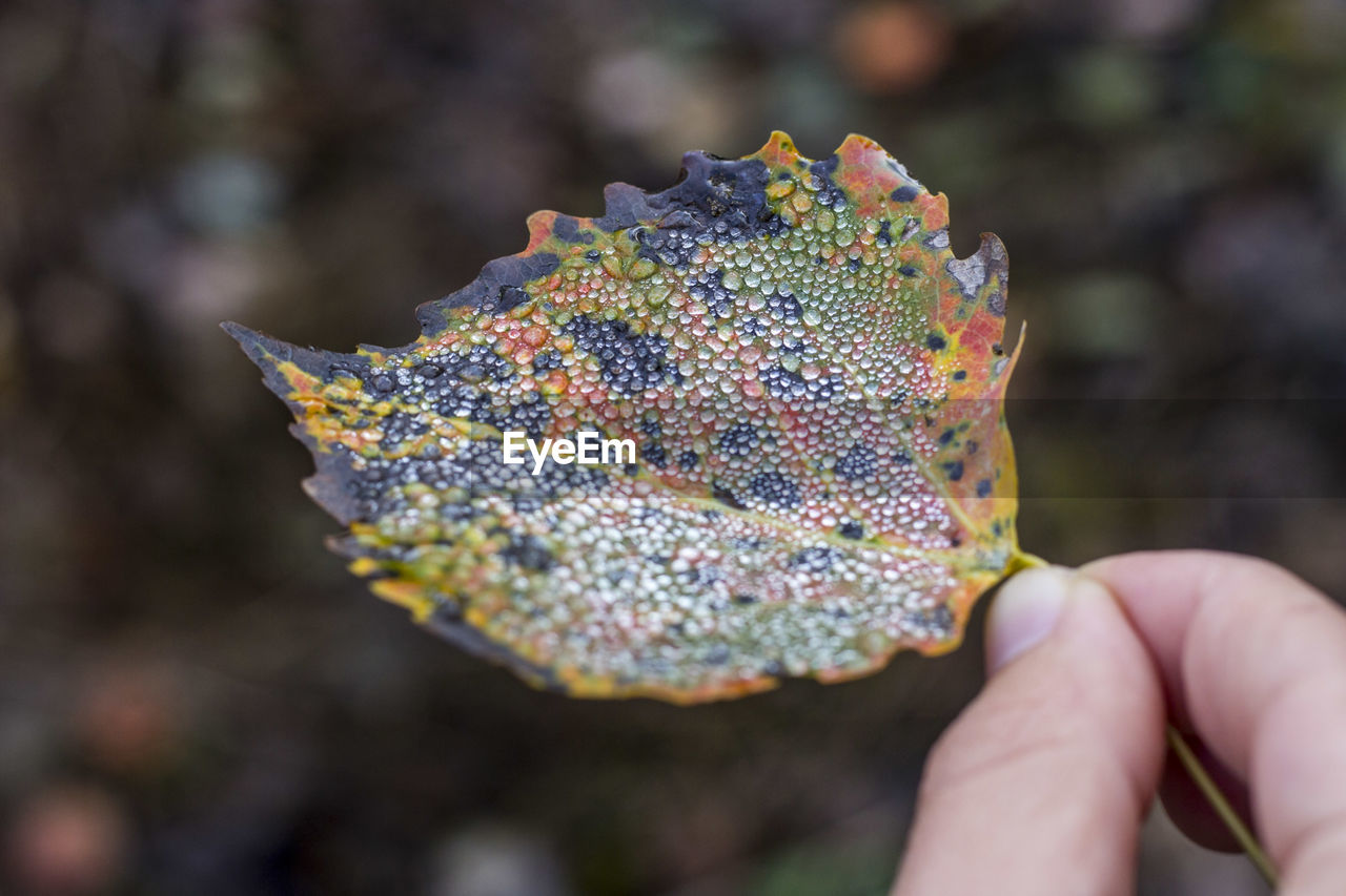 CLOSE-UP OF PERSON HOLDING AUTUMN LEAF