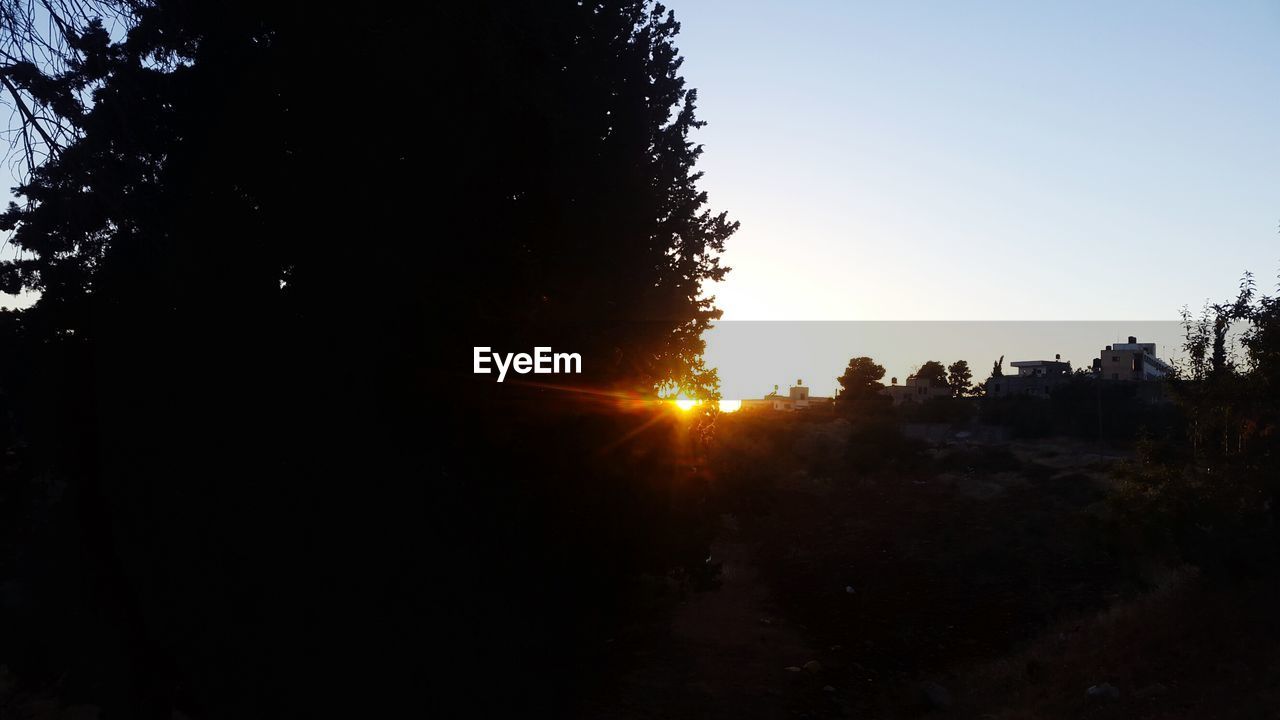 SILHOUETTE TREES AGAINST CLEAR SKY AT SUNSET