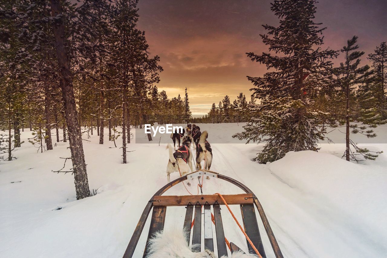 Dogs pulling sled on snow covered field against cloudy sky during sunset