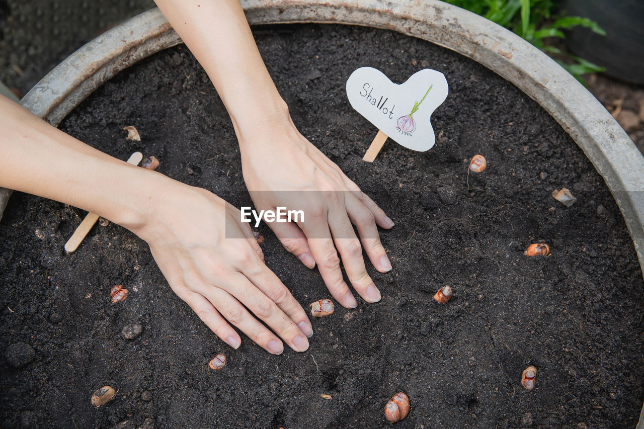 HIGH ANGLE VIEW OF WOMAN HAND HOLDING HEART SHAPE MADE FROM FLOWER