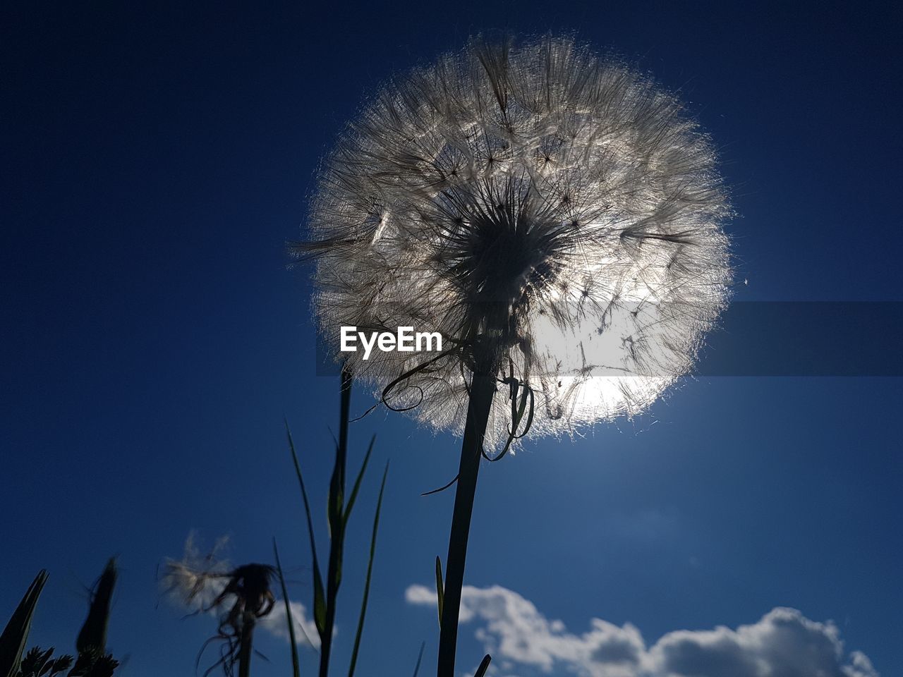 LOW ANGLE VIEW OF DANDELION FLOWER AGAINST SKY