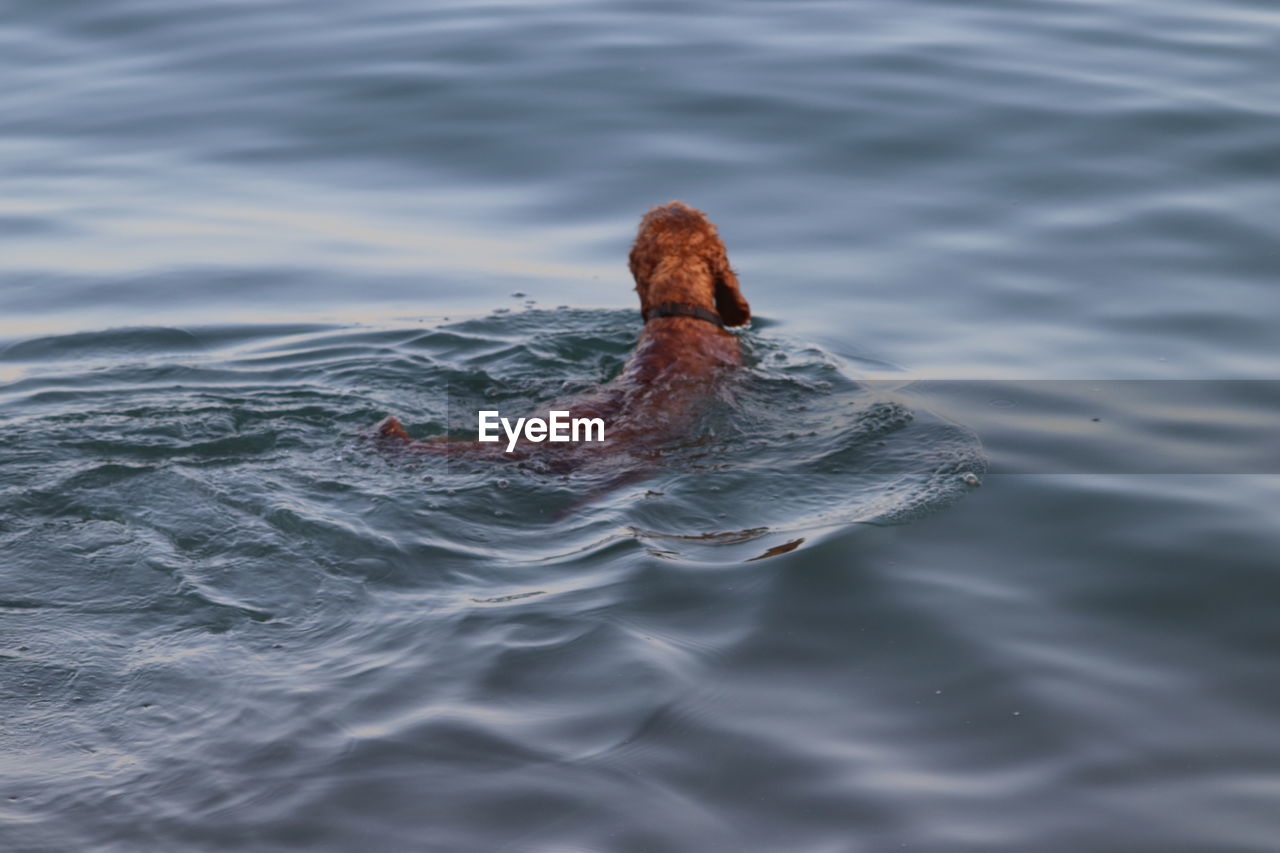 Dog swimming on the beach
