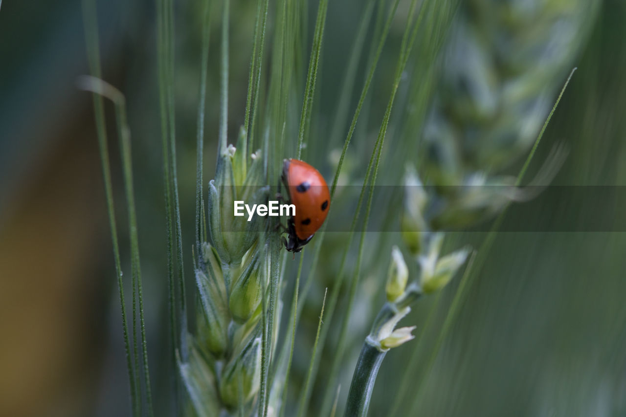 ladybug, beetle, plant, animal themes, animal wildlife, animal, insect, wildlife, one animal, close-up, nature, macro photography, no people, grass, beauty in nature, day, focus on foreground, green, red, outdoors, selective focus, growth, flower, plant stem, spotted, leaf, plant part