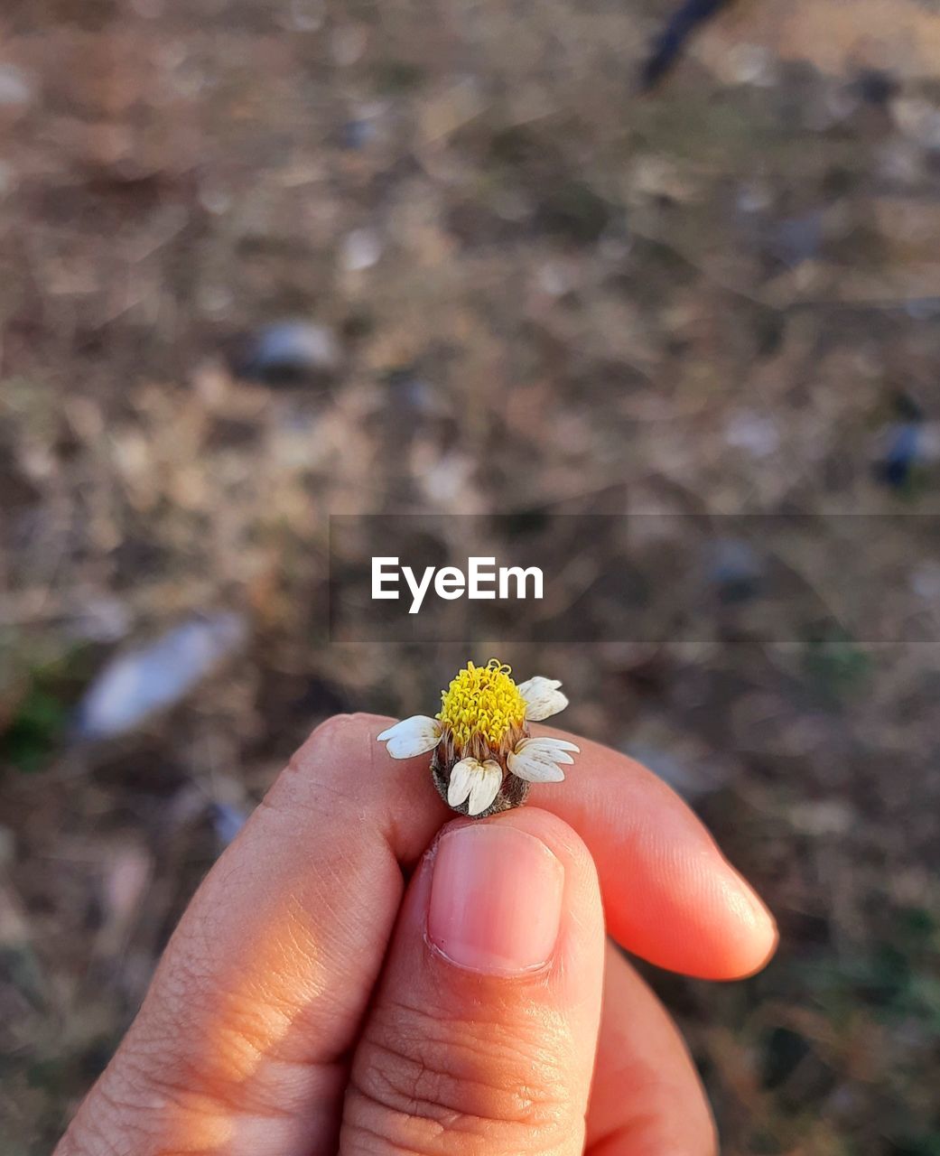 Close-up of hand holding small flower