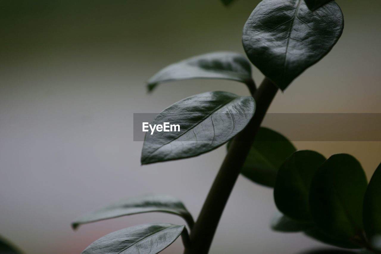 Close-up of fresh plant