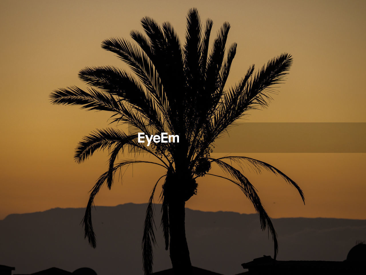 SILHOUETTE TREE AGAINST SKY DURING SUNSET