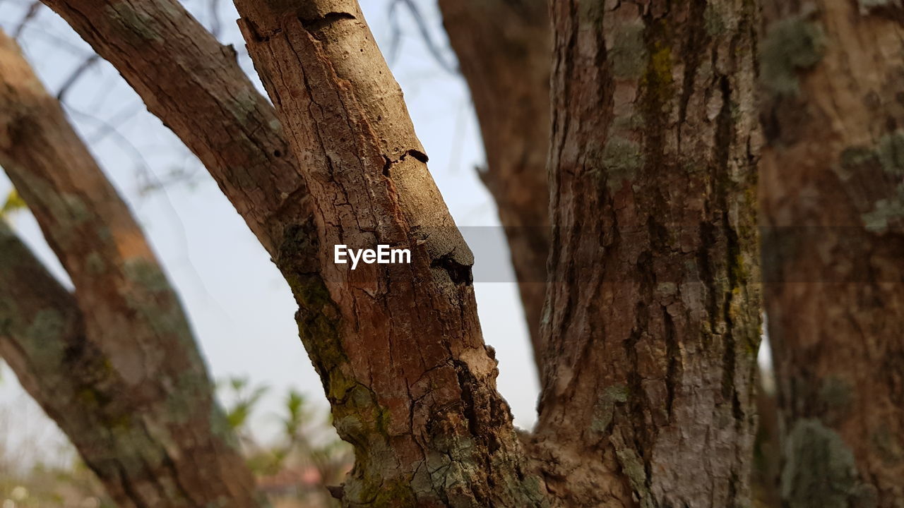 CLOSE-UP OF TREE AGAINST SKY