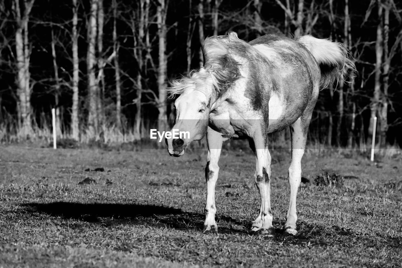 VIEW OF A SHEEP ON FIELD