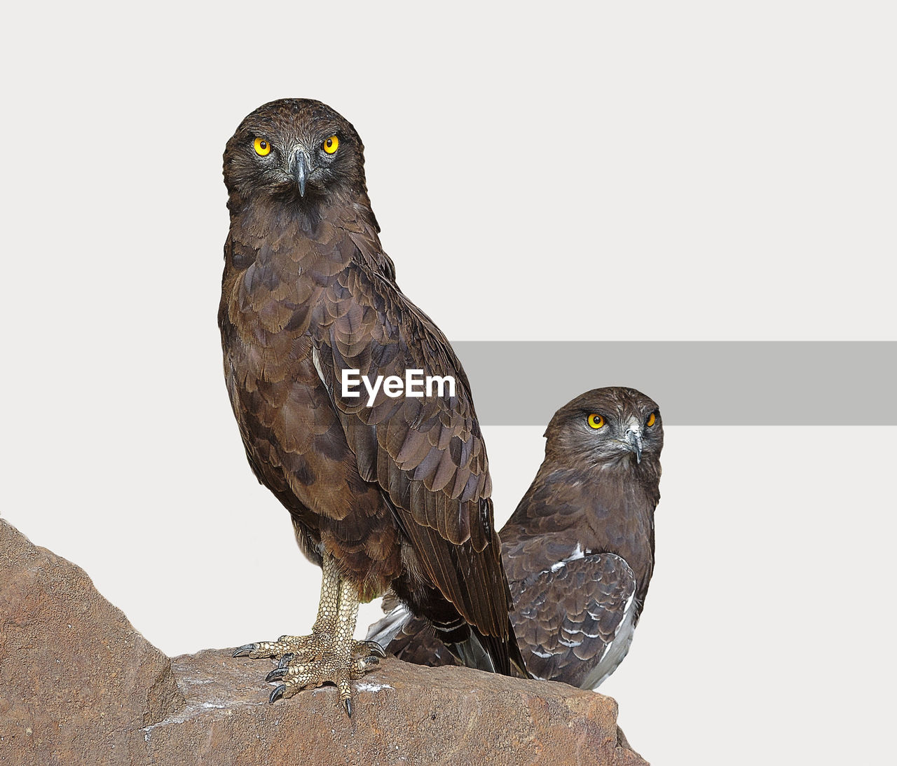 Owls perching on rock against clear sky