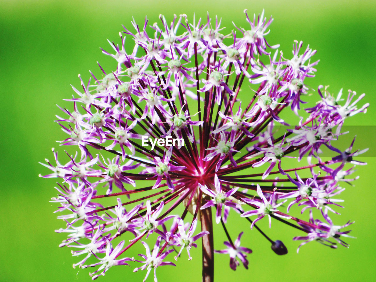 CLOSE-UP OF PURPLE FLOWERING PLANT