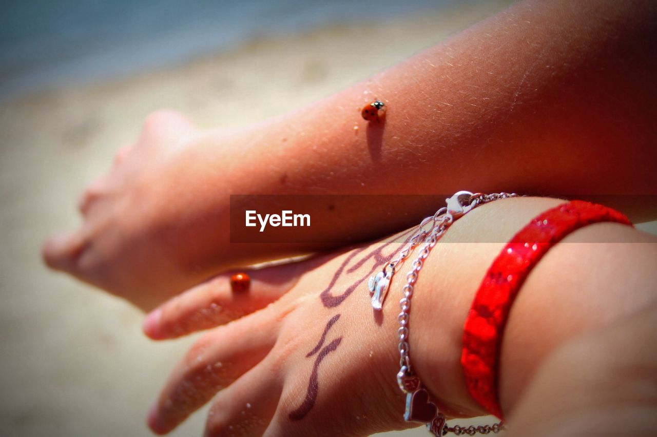 Close-up of a ladybug on human hands