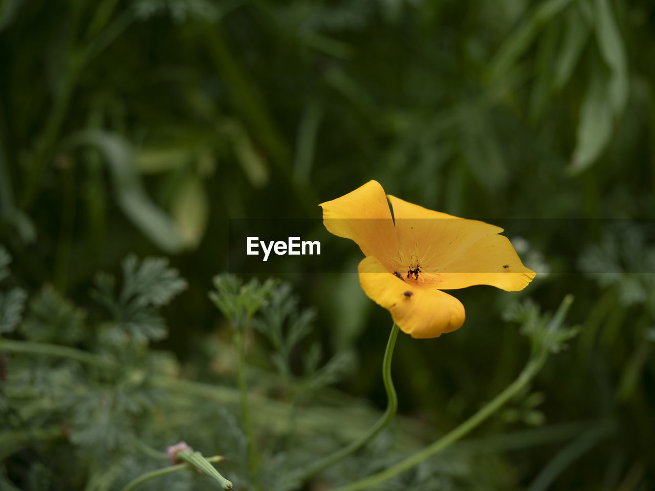 CLOSE-UP OF YELLOW FLOWER