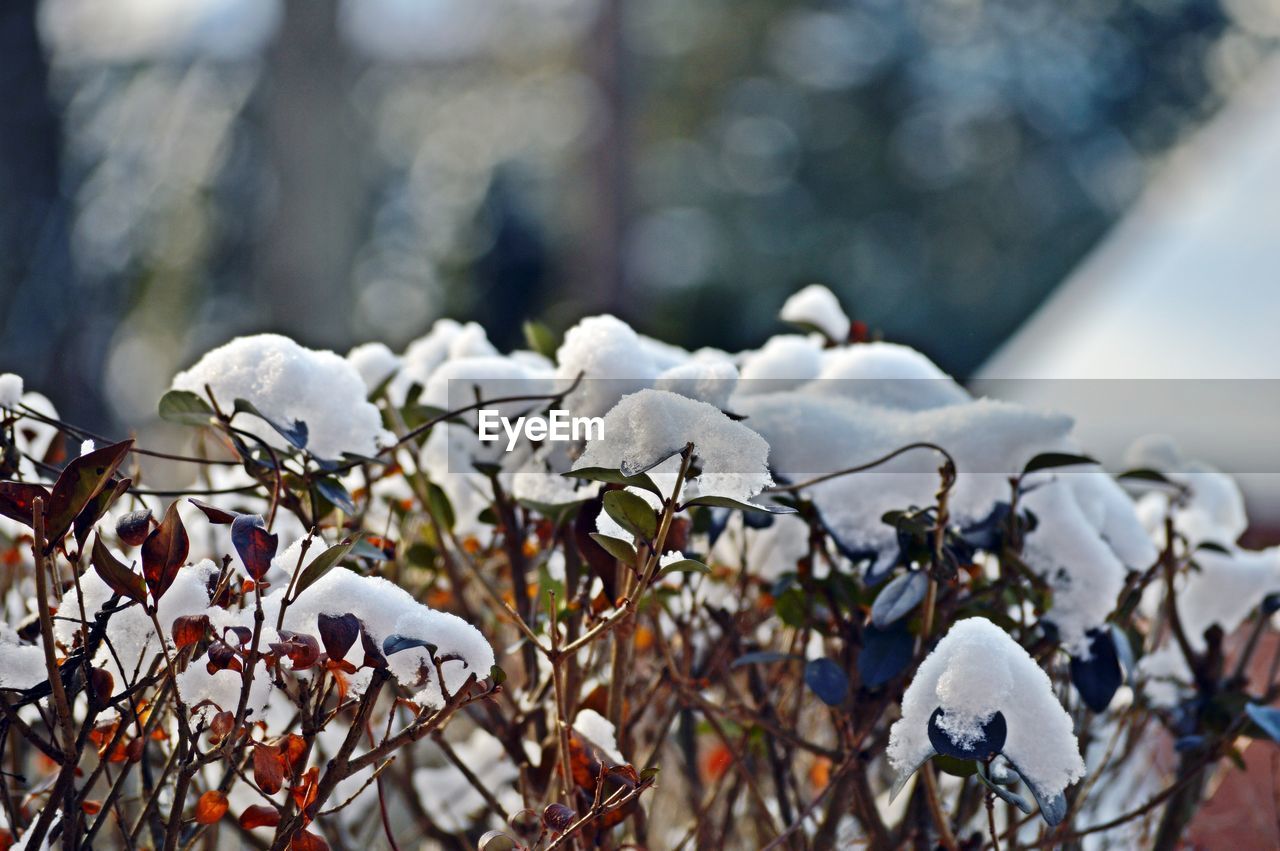 CLOSE-UP OF SNOW COVERED BICYCLE AGAINST PLANTS