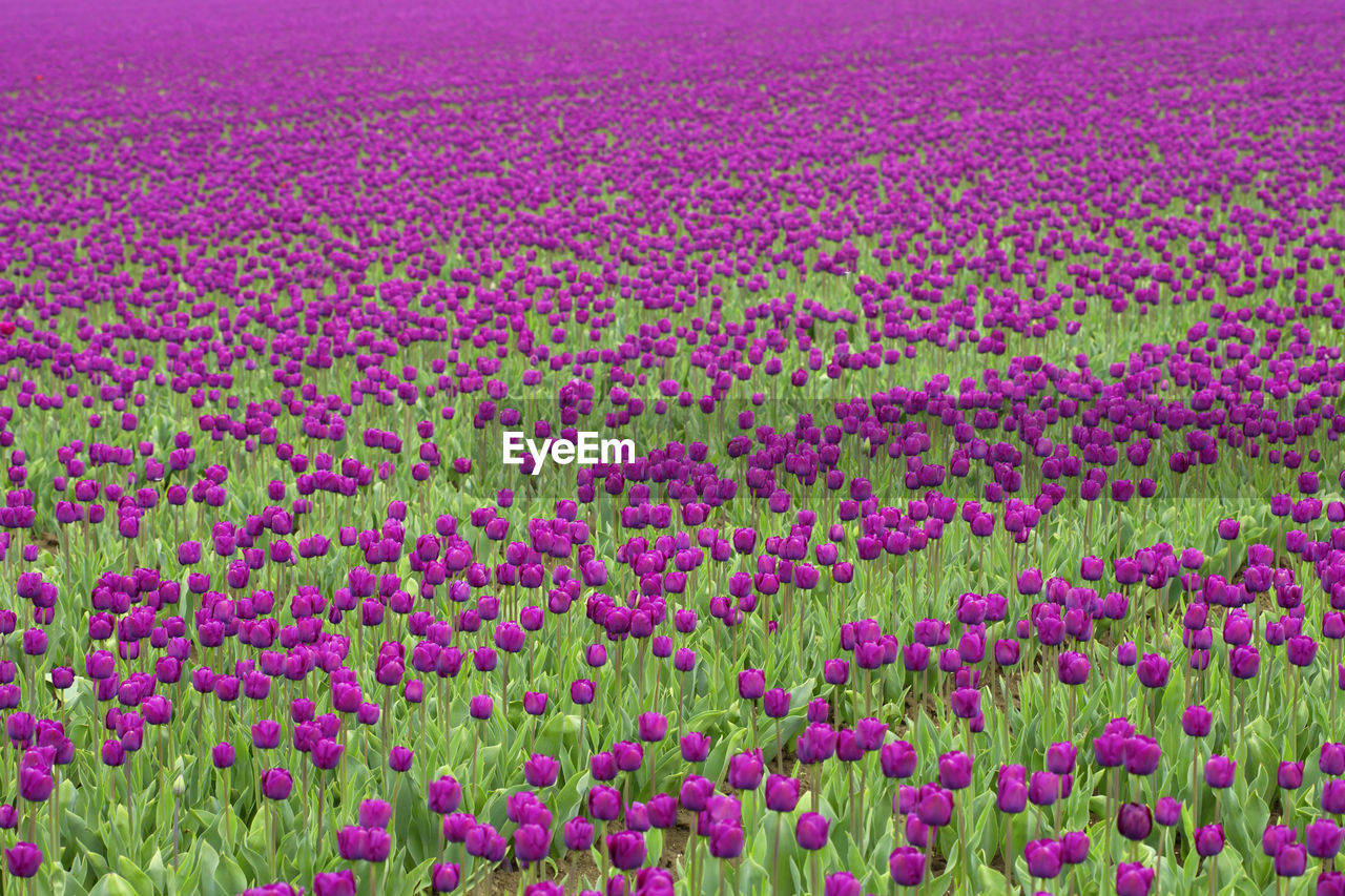 Full frame shot of pink flowering plants on field