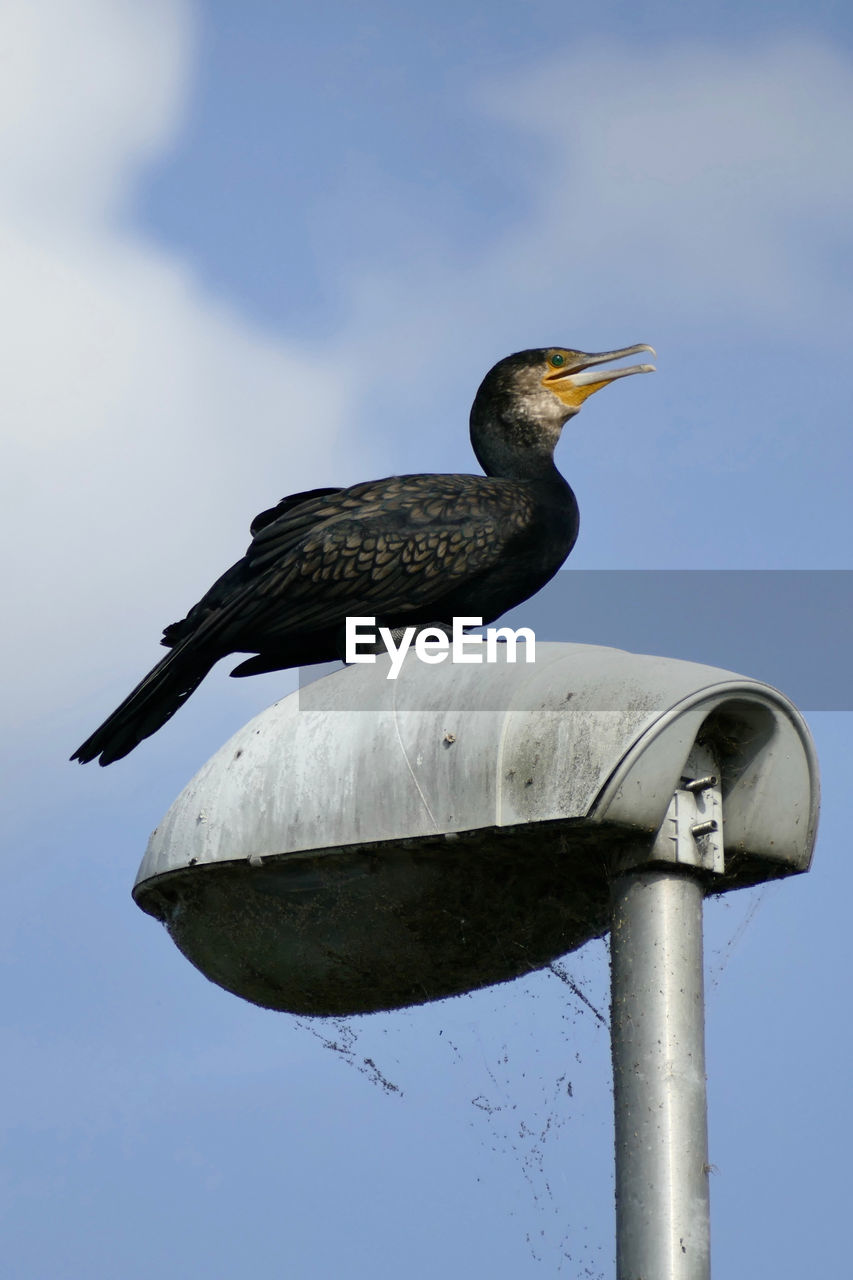 LOW ANGLE VIEW OF BIRD PERCHING ON POLE AGAINST SKY