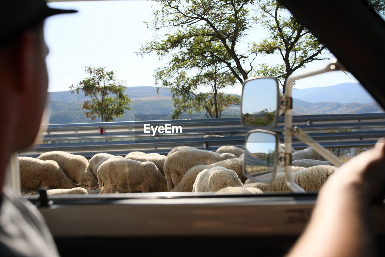 Man looking at sheep while sitting in car