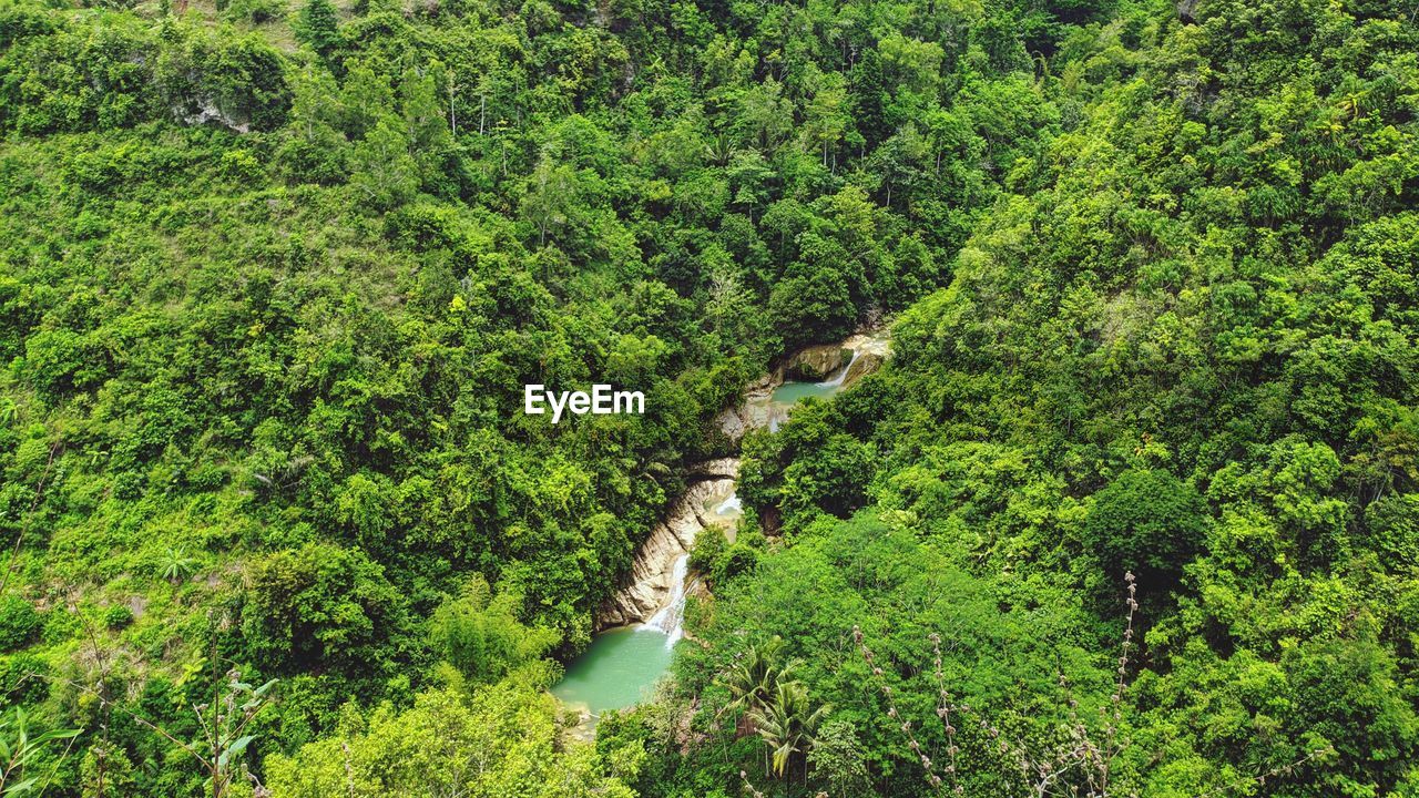 High angle view of plants and trees in forest