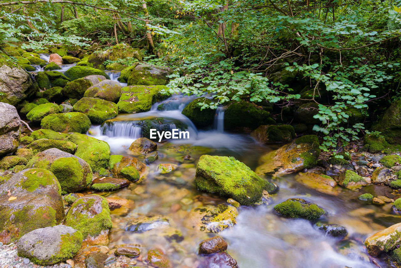 WATERFALL IN FOREST