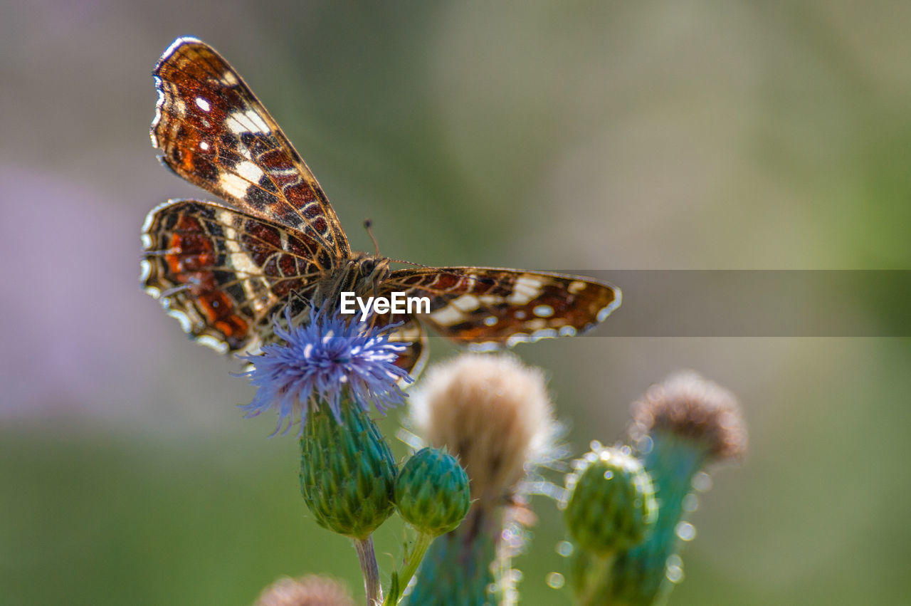 Close-up of butterfly pollinating on flower